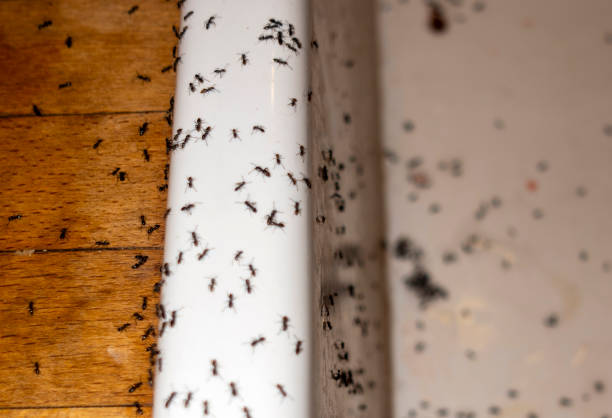 Trusted Unionville, NC Pest Control Experts